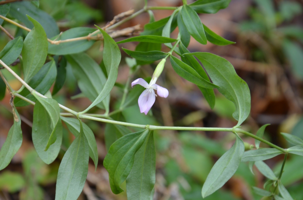 Изображение особи Saponaria officinalis.