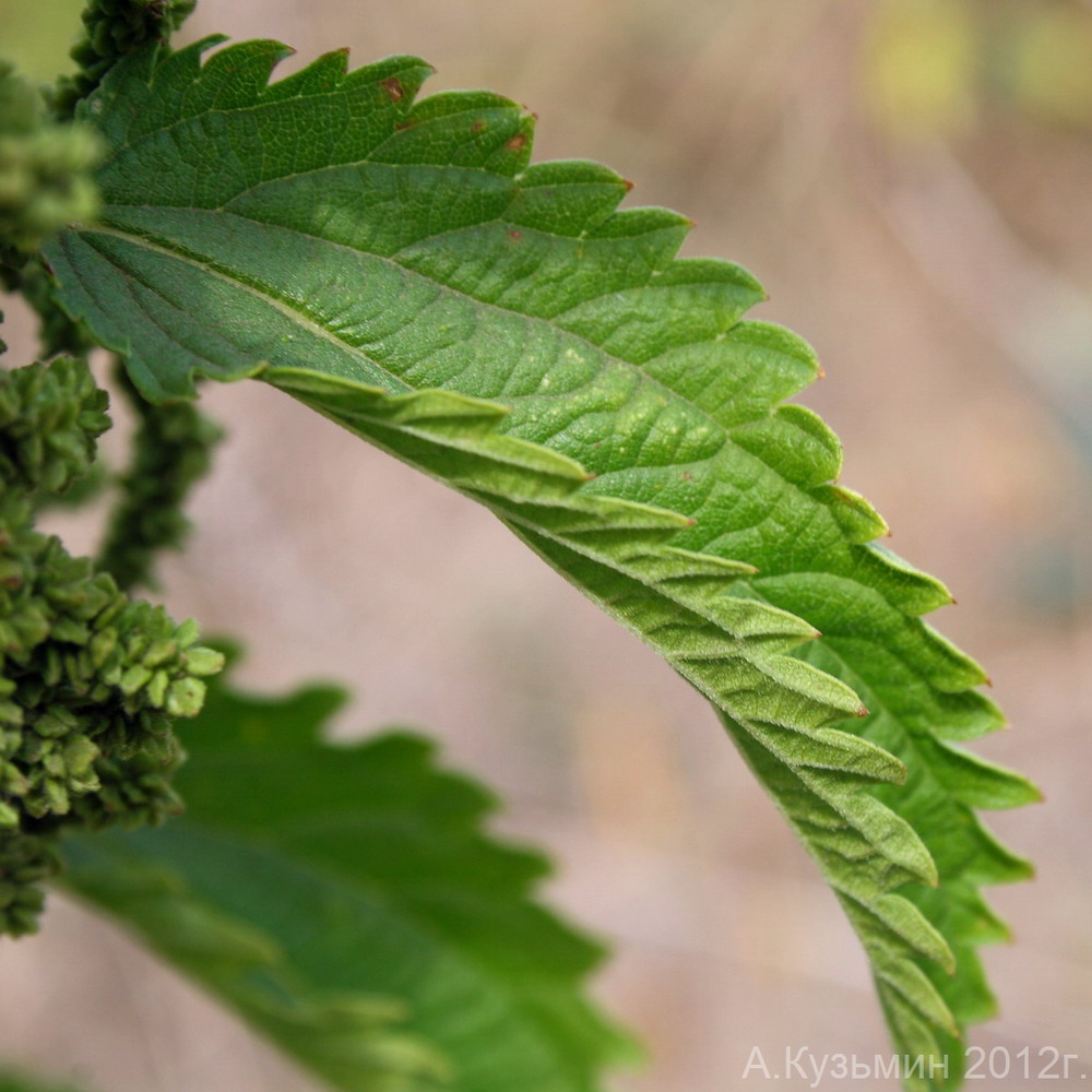 Изображение особи Urtica dioica.