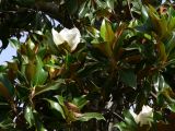 Magnolia grandiflora. Верхушки ветвей с цветками. Испания, автономное сообщество Андалусия, провинция Гранада, комарка Вега-де-Гранада, г. Гранада, Альгамбра. 13.07.2012.