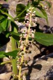 Phytolacca americana