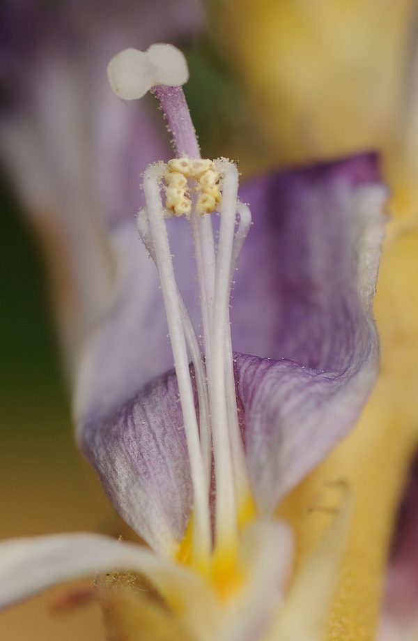 Изображение особи Orobanche amoena.