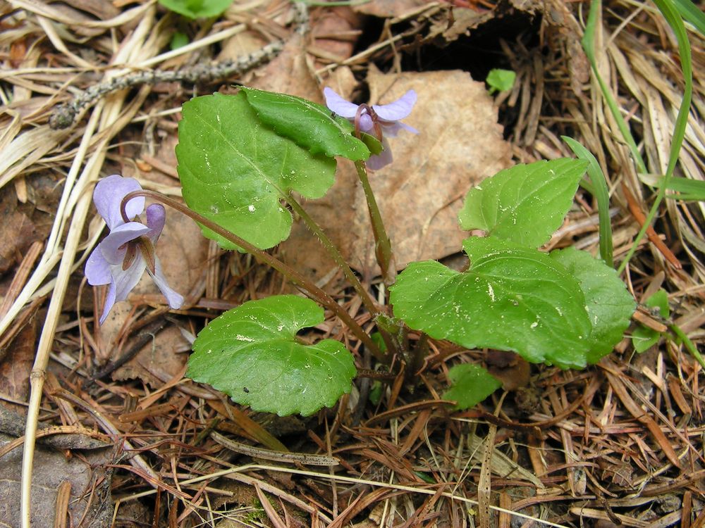 Image of Viola selkirkii specimen.