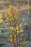 Solidago virgaurea подвид lapponica. Верхушка отцветающего растения. Мурманская обл., Терский р-н, окр. пос. Кузомень, дюны. 07.08.2013.