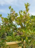 Elaeocarpus grandiflorus. Крона молодого цветущего дерева. Таиланд, остров Пханган. 24.06.2013.