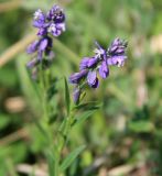 Polygala caucasica. Верхушка цветущего растения. Краснодарский край, Туапсинский р-н, отрог ГКХ близ скалы Зуб, поляна в лиственном лесу. 17.05.2014.