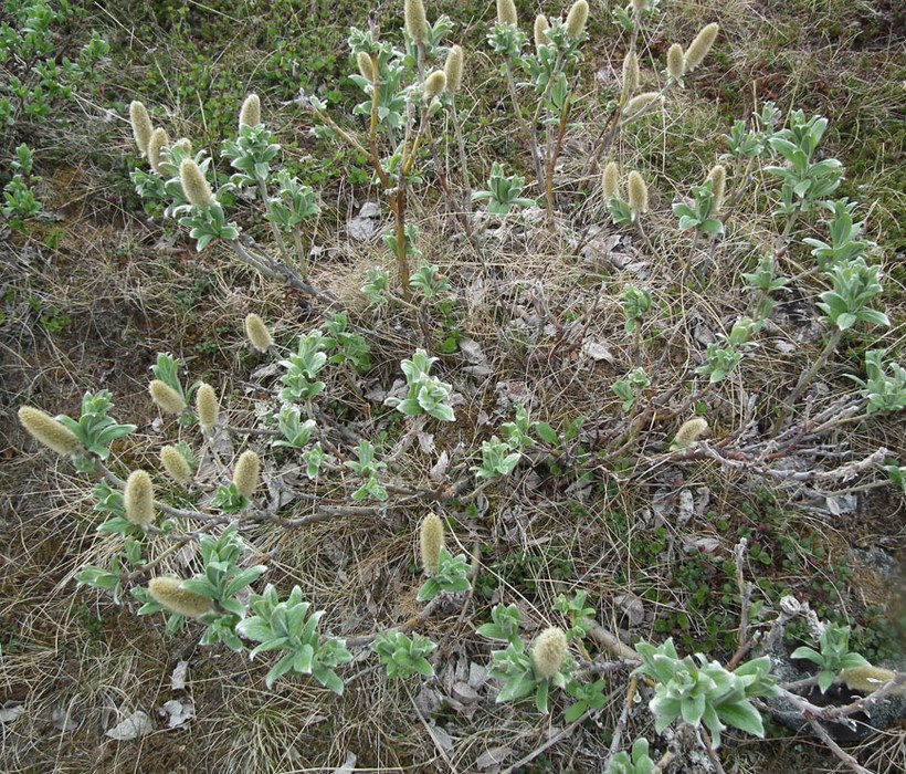 Изображение особи Salix lanata.