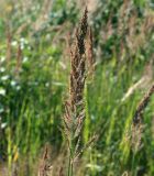 Calamagrostis epigeios