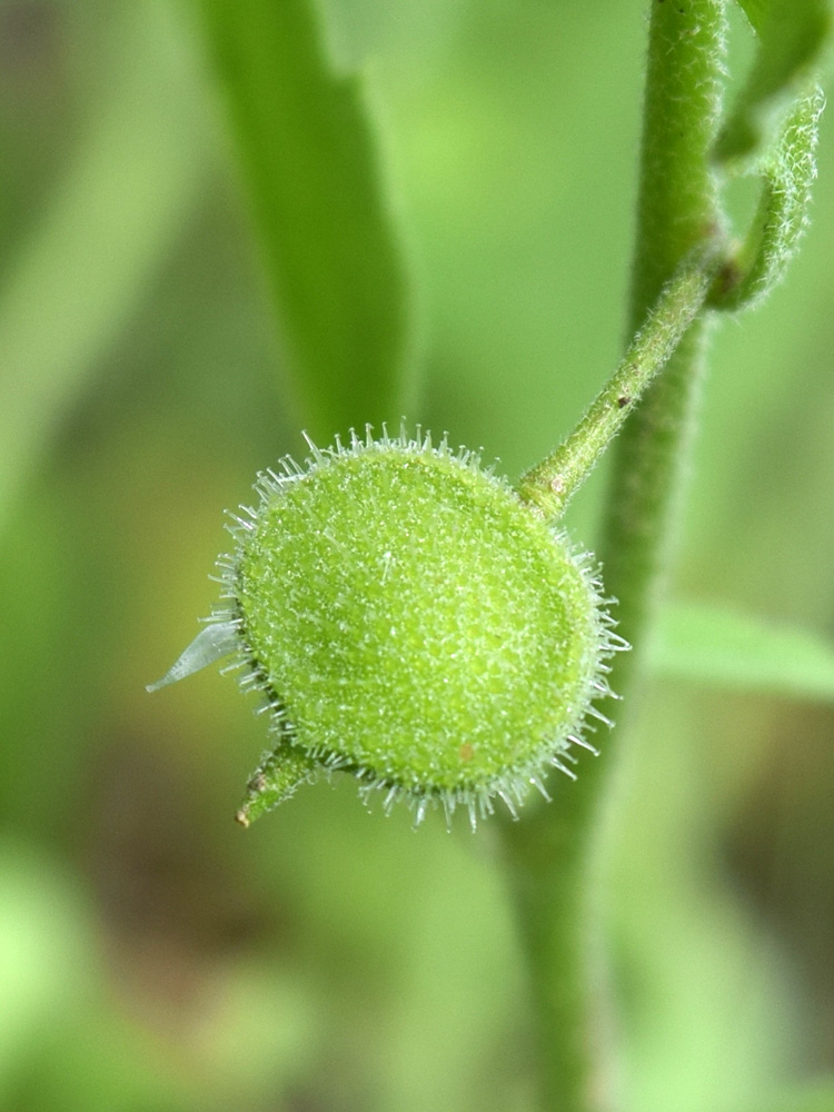 Изображение особи Asperuginoides axillaris.