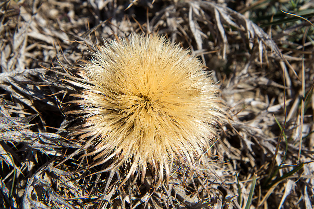 Изображение особи Carlina gummifera.