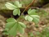 Corydalis caucasica