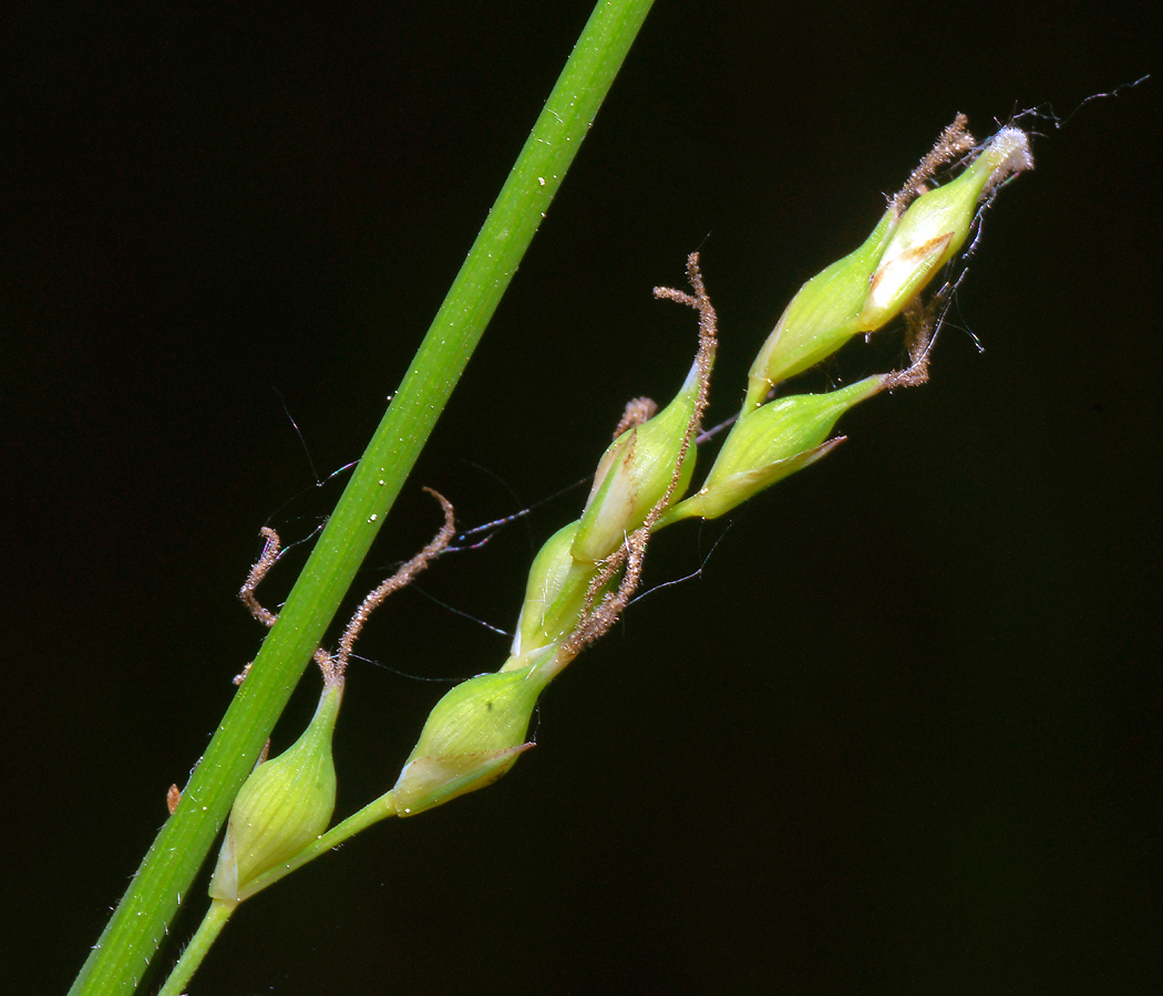 Изображение особи Carex pilosa.