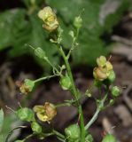 Scrophularia umbrosa