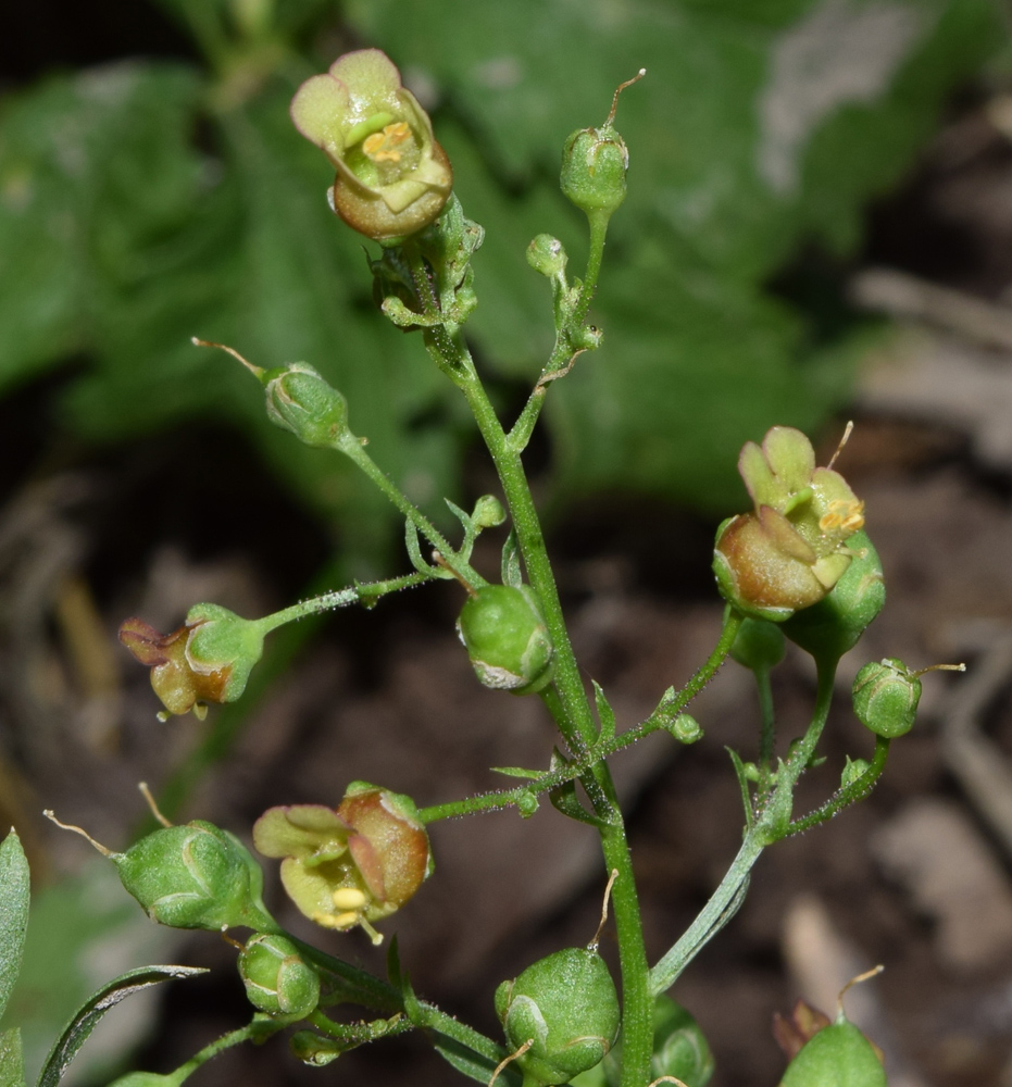 Изображение особи Scrophularia umbrosa.