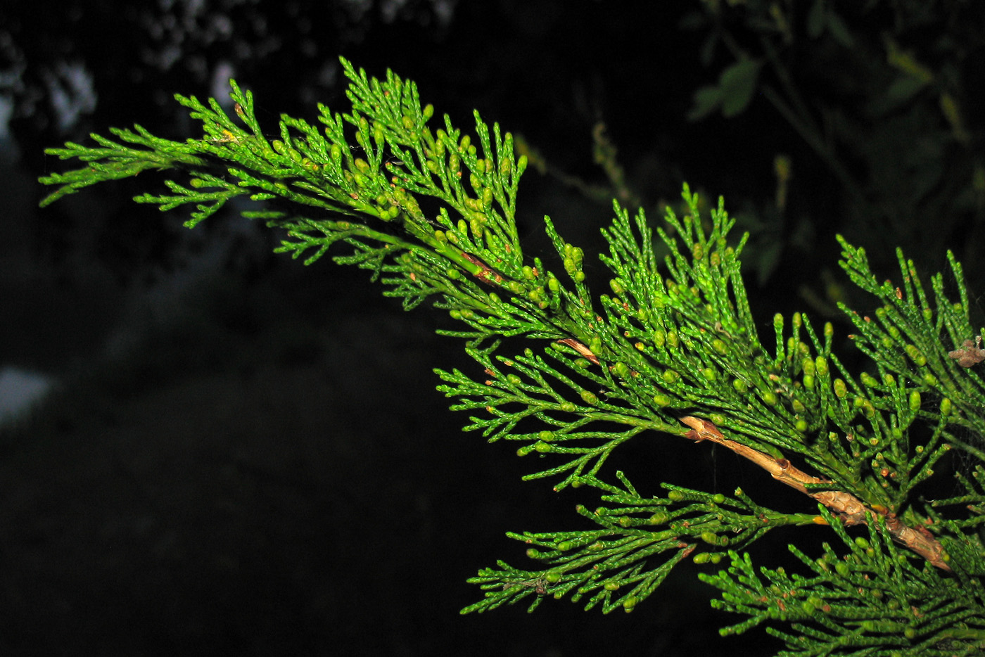 Изображение особи Juniperus sabina.