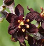 Veratrum nigrum