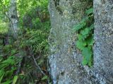 Micranthes oblongifolia. Плодоносящее растение. Приморский край, Партизанский р-н, окр. пос. Врангель, верховья р. Глинка, на скалах. 12.09.2015.