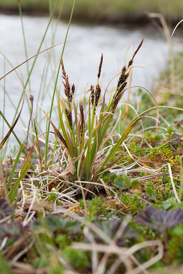 Изображение особи Carex bigelowii.