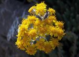 Senecio cineraria. Соцветия. Крым, окр. Ялты, Никитский бот. сад. 07.06.2016.