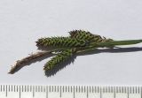 Carex kotschyana