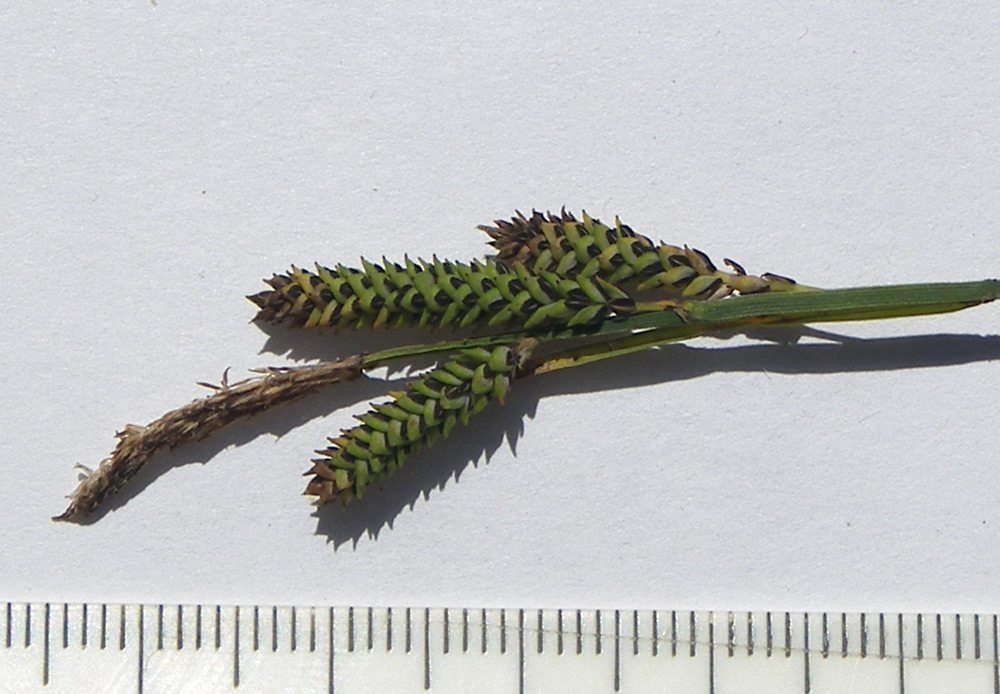Изображение особи Carex kotschyana.