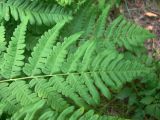 Pteridium подвид sibiricum