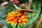 Zinnia elegans