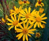 Senecio paludosus