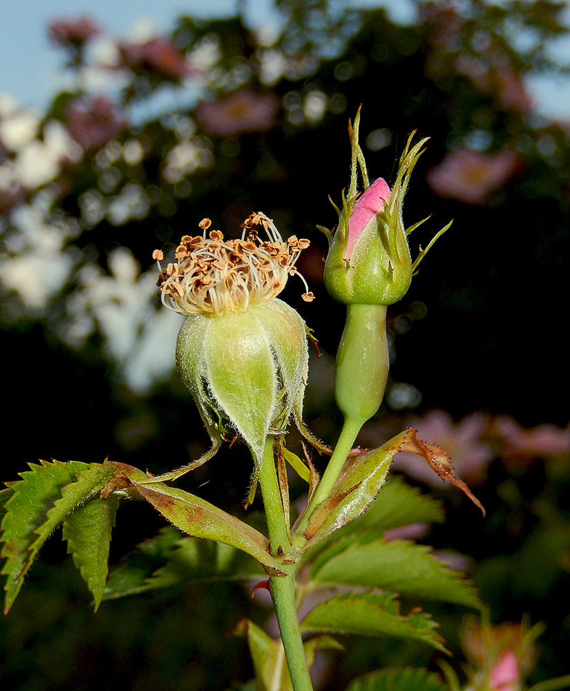 Изображение особи Rosa canina.