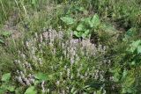 Thymus marschallianus