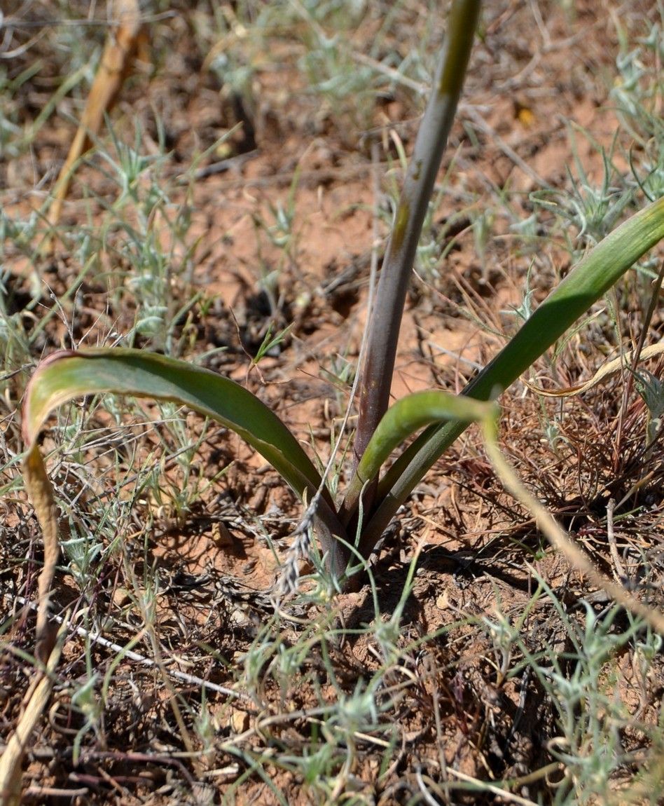 Image of Allium tulipifolium specimen.