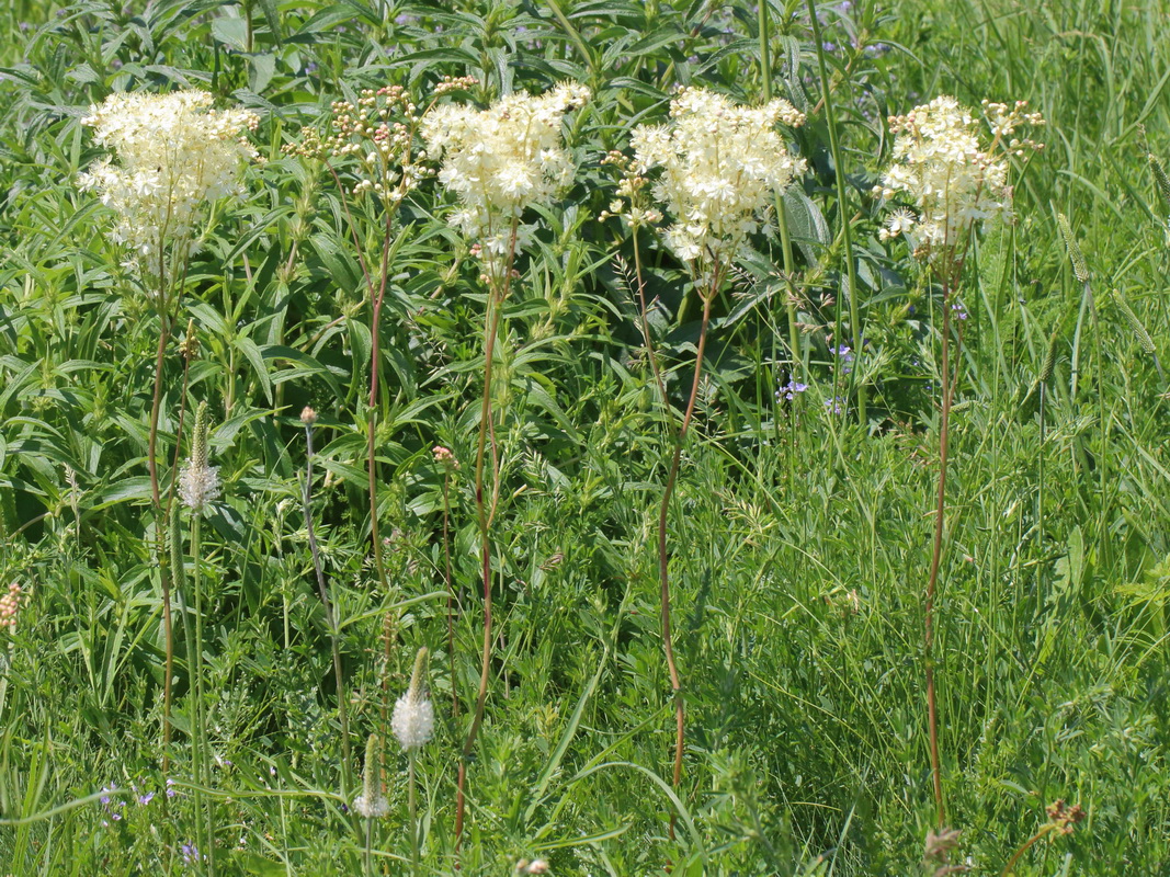 Изображение особи Filipendula vulgaris.