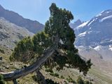 Juniperus seravschanica. Взрослое дерево. Таджикистан, Фанские горы, перевал Алаудин, ≈ 3600 м н.у.м., каменистый сухой склон. 05.08.2017.