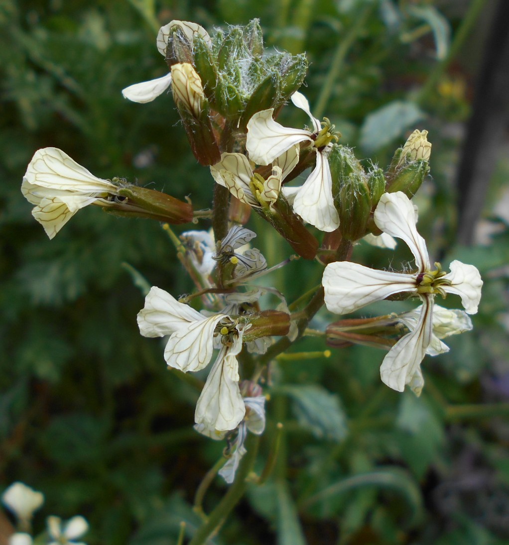 Изображение особи Eruca sativa.