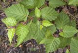 Betula ermanii. Верхушка ветви. Сахалинская обл., Охинский р-н; п-в Шмидта, бассейн р. Пильво, заросшая грунтовая дорога. 14.07.2017.