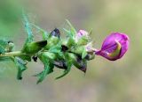 Pedicularis resupinata. Верхушка побега с цветком и плодами. Магаданская обл., окр. г. Магадан, мр-н Солнечный, около ручья. 05.08.2016.