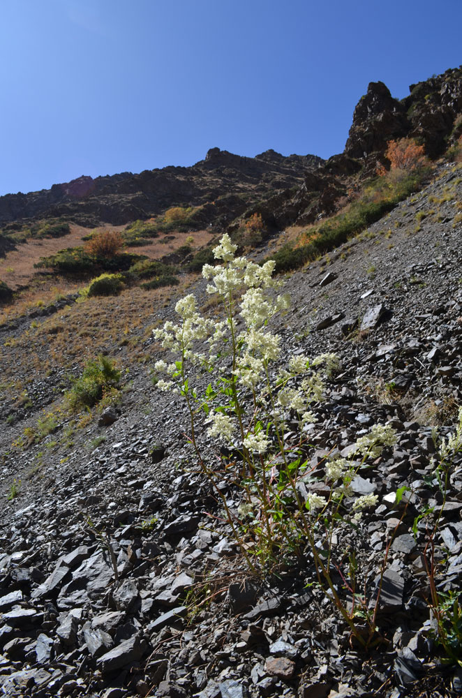 Изображение особи Aconogonon alpinum.