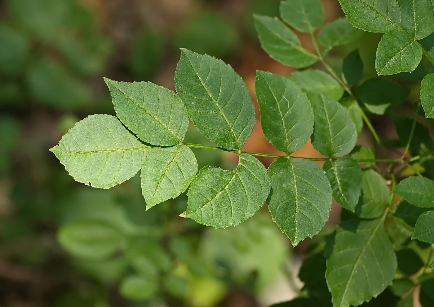 Изображение особи Fraxinus excelsior.