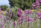 Antirrhinum majus