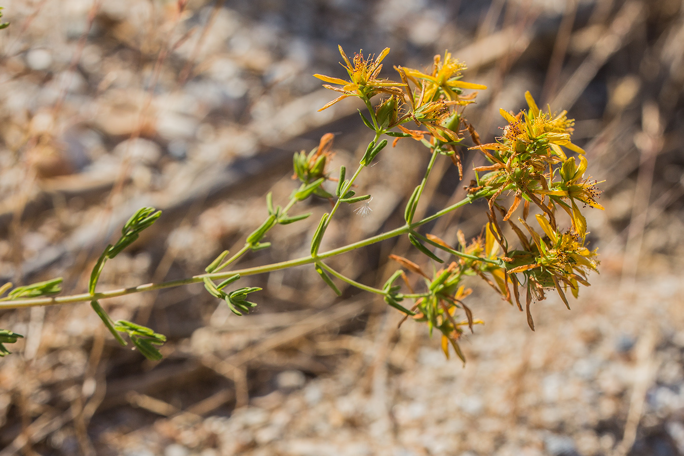 Изображение особи Hypericum veronense.