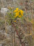 Hieracium virosum