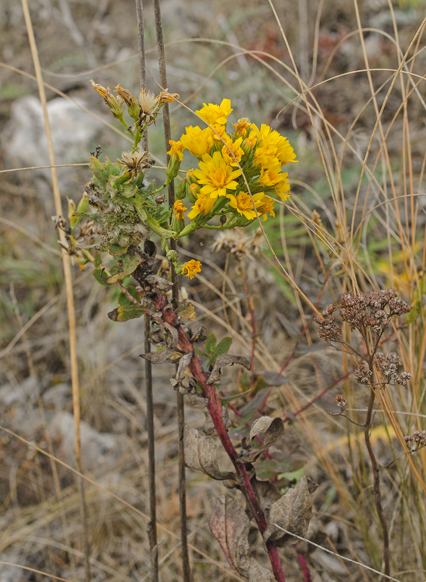 Изображение особи Hieracium virosum.