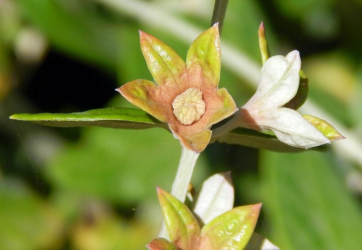 Изображение особи Teucrium fruticans.