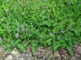 Astragalus alpinus. Цветущие растения. Иркутская обл., Слюдянский р-н, долина р. Слюдянка, редкий смешанный лес. 24.06.2018.