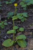 Doronicum orientale