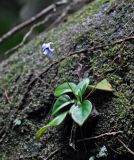 Henckelia argentea. Цветущее растение. Малайзия, штат Саравак, национальный парк Бако; о-в Калимантан, влажный тропический лес, на поросшем мхом валуне. 10.05.2017.