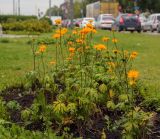 Trollius macropetalus. Цветущие и плодоносящие растения. Пермский край, г. Пермь, Свердловский р-н, клумба. 12.07.2019.