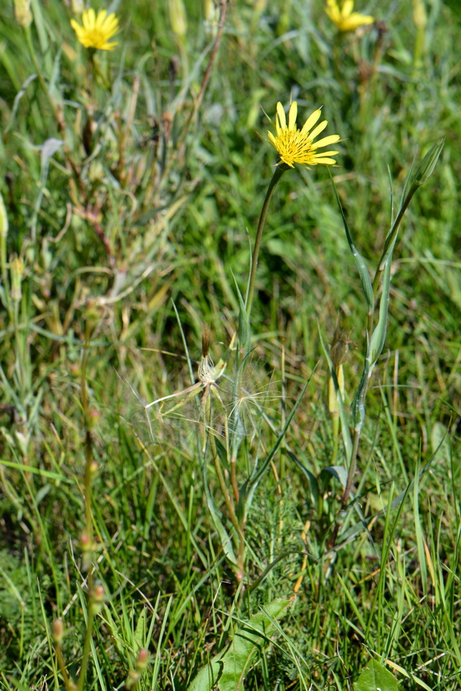 Изображение особи Tragopogon pratensis.