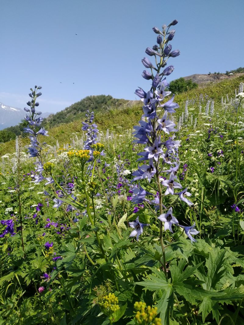 Изображение особи Delphinium speciosum.