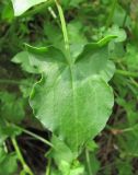 Rumex hastifolius