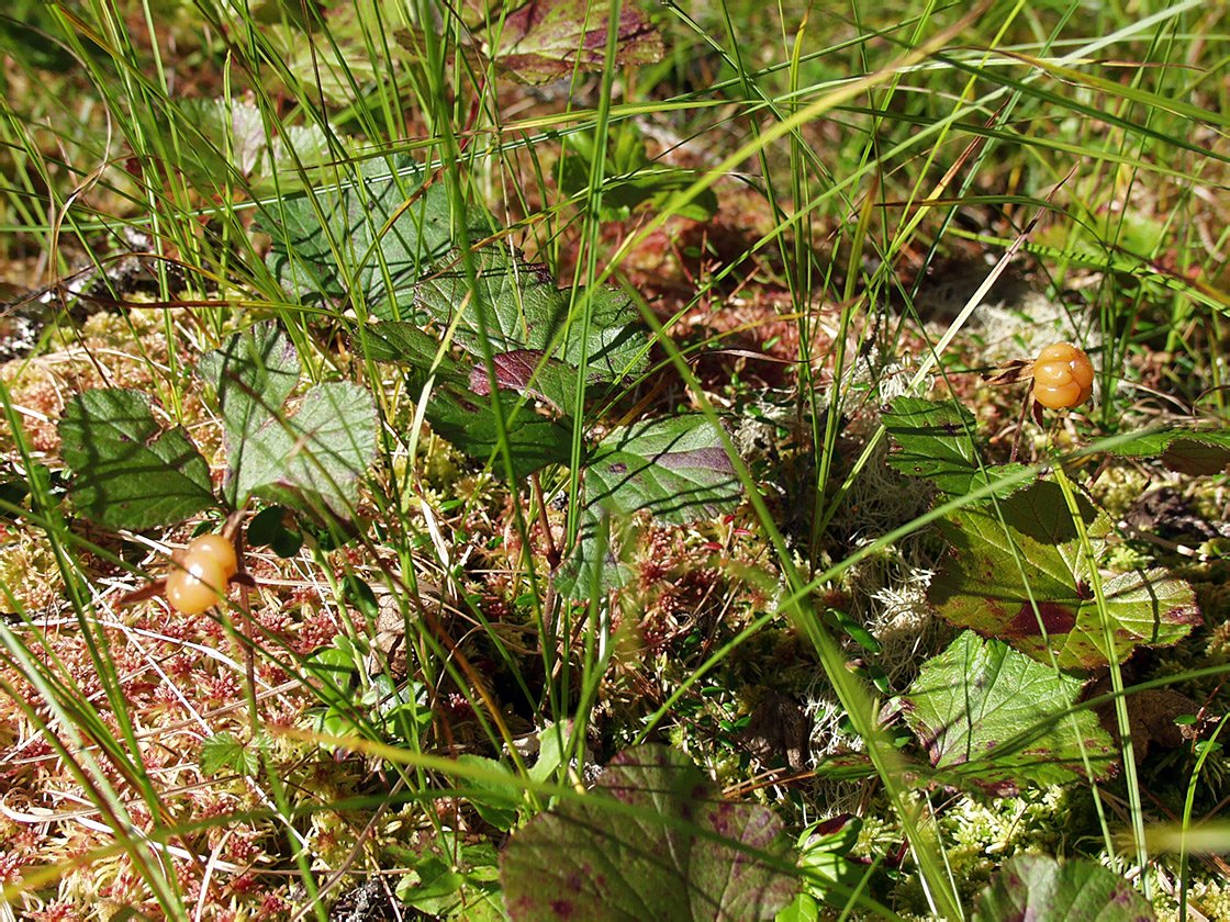 Изображение особи Rubus chamaemorus.